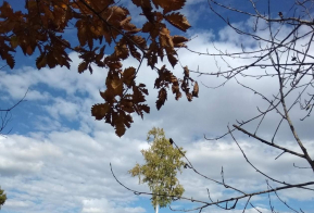 Номинация 