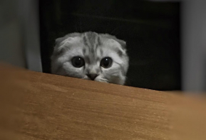 Номинация 