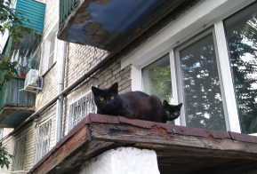 Номинация 