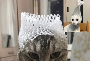 Номинация 